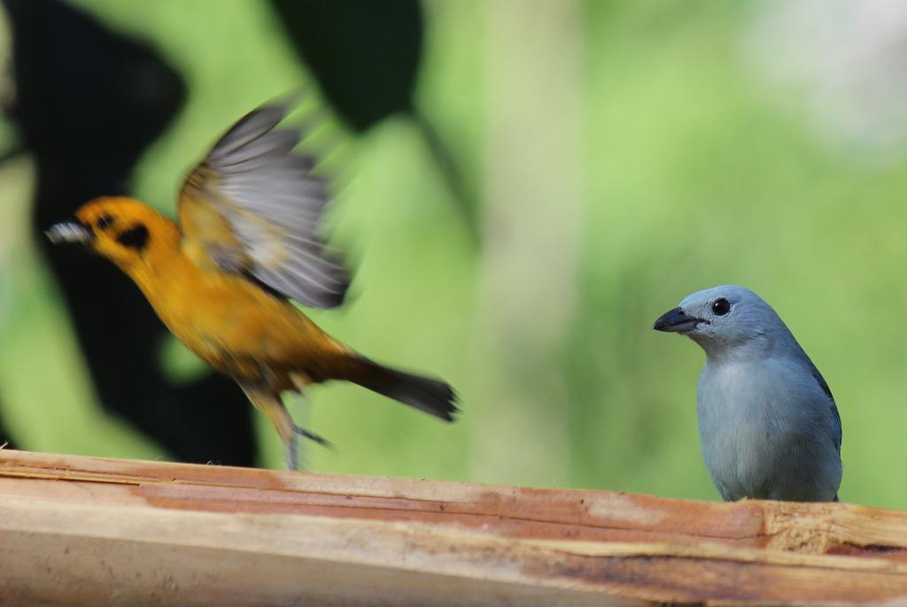 Saguamby Mindo Lodge Kültér fotó