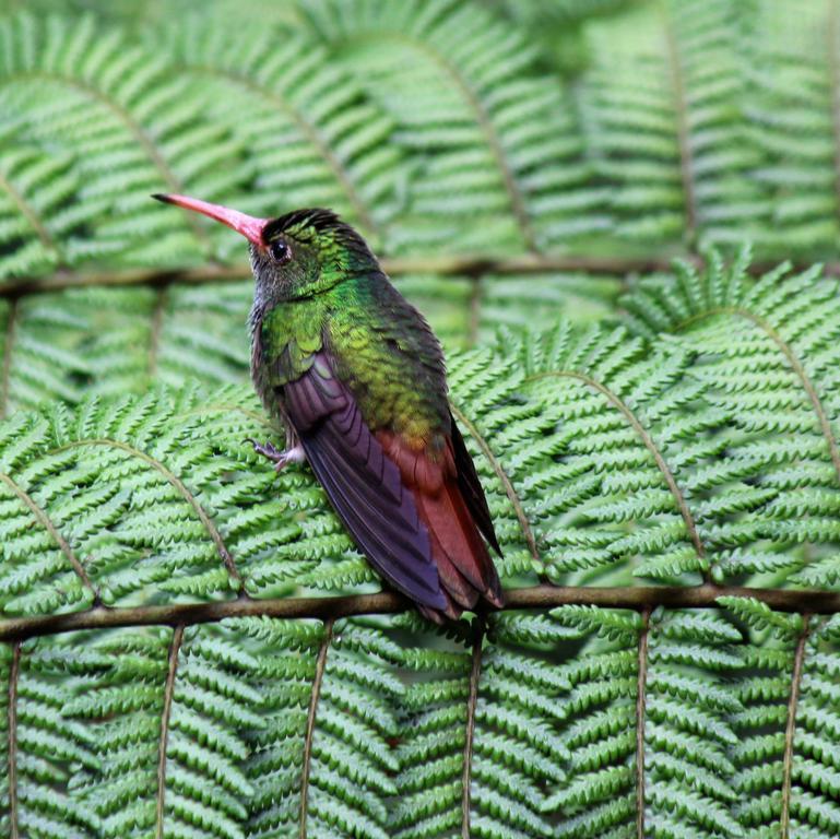 Saguamby Mindo Lodge Kültér fotó