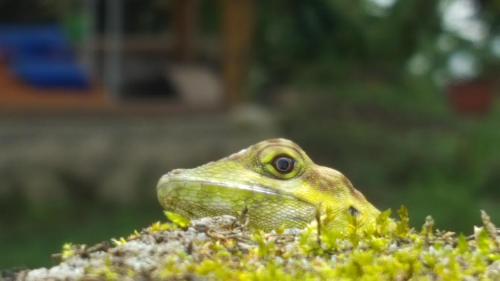 Saguamby Mindo Lodge Kültér fotó